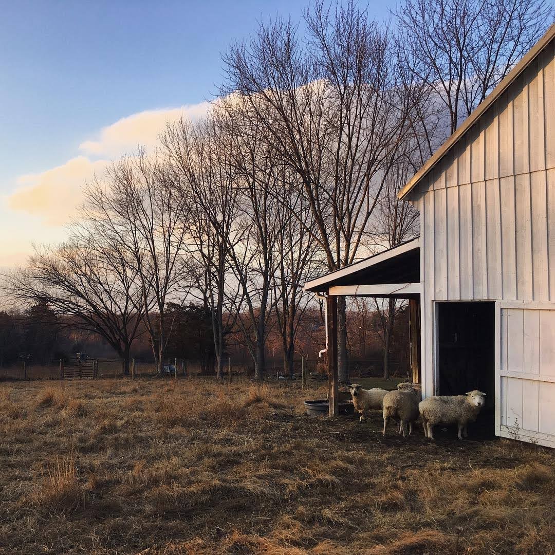 A barn in the autumn with several sheep milling about